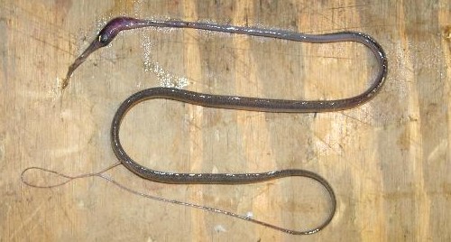 Niitangerjad (Nemichthys) KALAPEEDIA