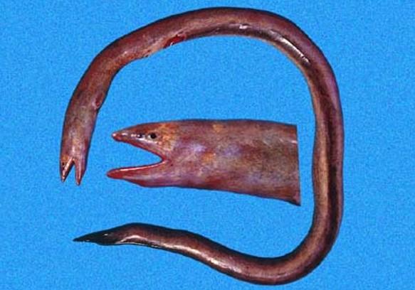 Pythonichthys Eel Mudaangerjad (Pythonichthys) - KALAPEEDIA