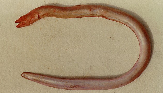 Pythonichthys Eel Mudaangerjad (Pythonichthys) - KALAPEEDIA