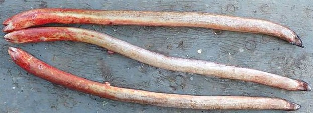 Pythonichthys Eel Mudaangerjad (Pythonichthys) - KALAPEEDIA