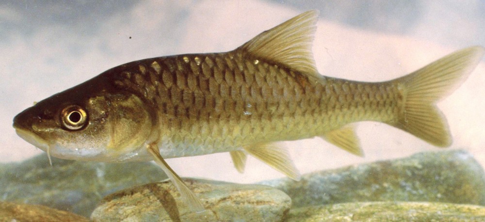Kogerparrakad (Carasobarbus) KALAPEEDIA