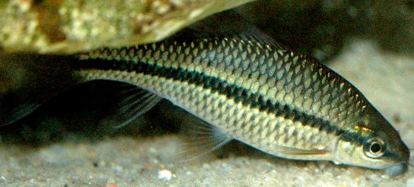 Luumokad (Osteochilus) KALAPEEDIA