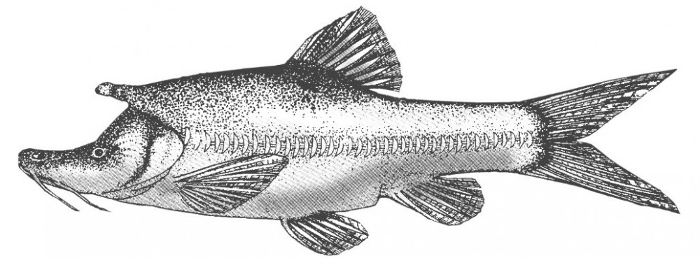 Sõõrhuuled (Sinocyclocheilus) KALAPEEDIA