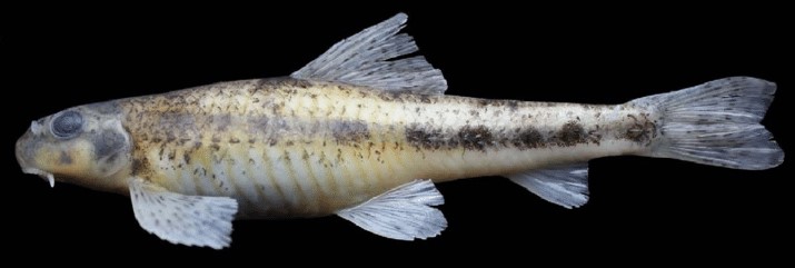 Nokisründid (Microphysogobio) KALAPEEDIA